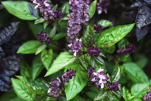 Cinnamon basil and plants with green leaves and purple flowers growing in summer garden