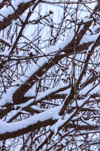 istock Close up shot of tree branch covered in snow 1370586048