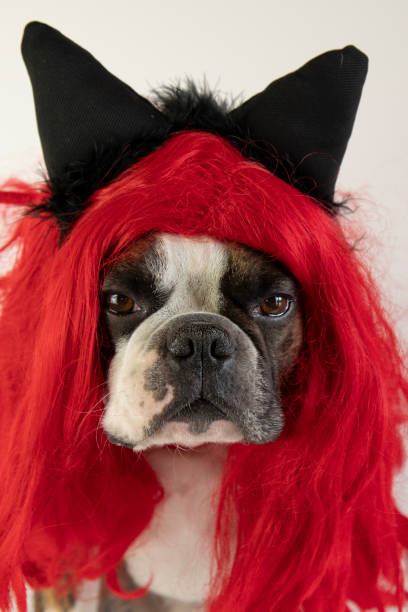 istock funny  Boston terrier in a red wig for carnival 1370586207