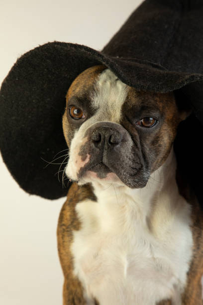 istock funny Boston terrier in a witch's hat 1370586228