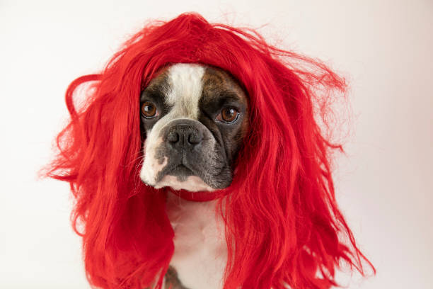 istock funny  Boston terrier in a red wig for carnival 1370586230