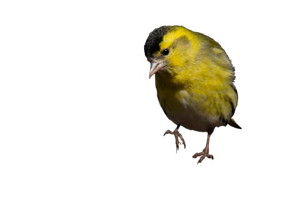 istock Siskin on the isolated background 1370586249