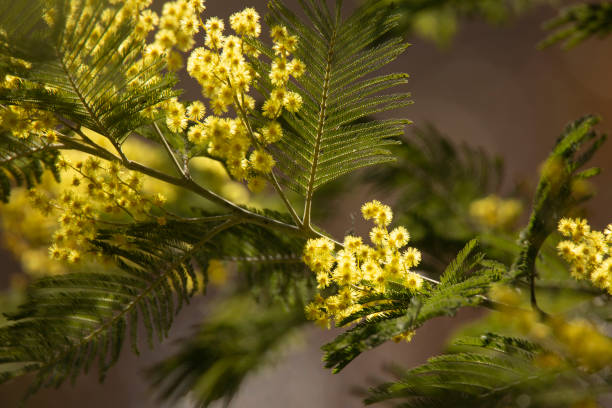 istock branch blooming mimosa on a blurred background 1370586936