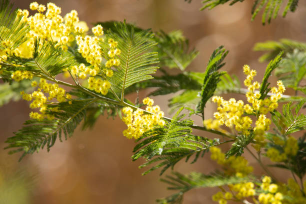 istock branch blooming mimosa on a blurred background 1370586937