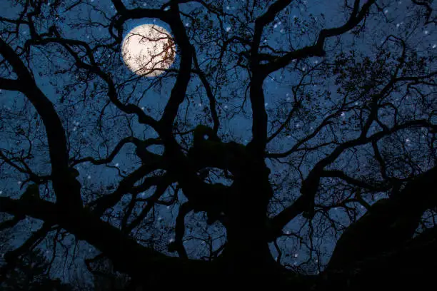Photo of Oak of the Witches in Montecarlo, Italy on the full moon. The Oak at 600 years old