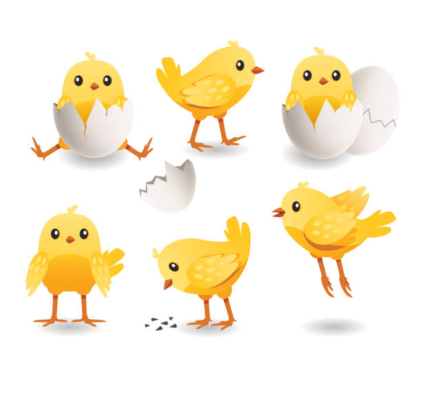 zestaw uroczych piskląt. mały uroczy żółty ptak wylęgający się w pękniętym jajku. dziecko kurczaka. ilustracja wektorowa farmy - happiness white background eating flying stock illustrations