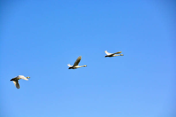 istock Flock of swans flying in the blue sky 1370588014
