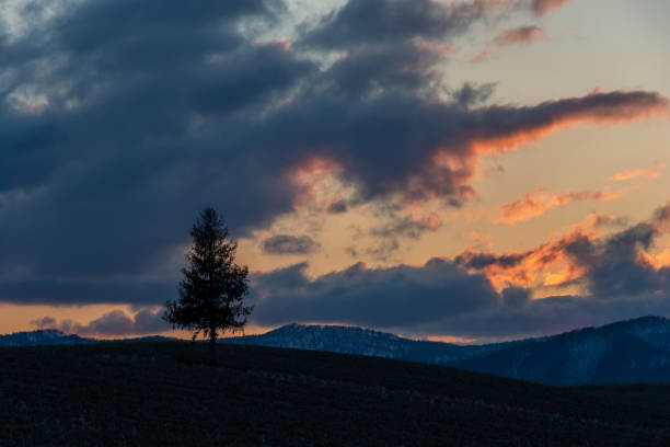 pine tree standing on a hill at dusk in spring - pine sunset night sunlight imagens e fotografias de stock