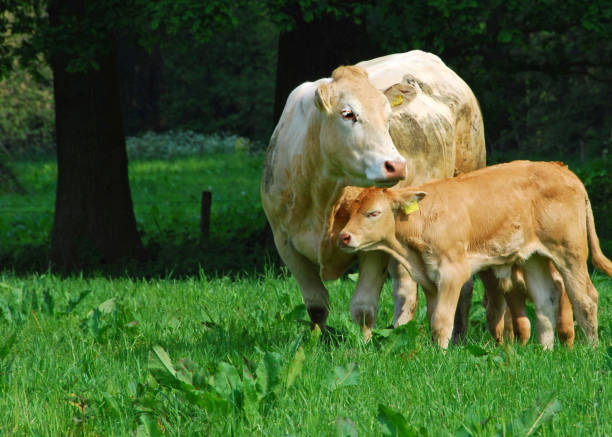 istock Charolais cow with bull calf 137058847