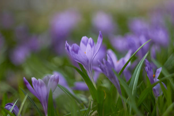 istock Spring purple crocuses (Crocus heuffelianus) The first spring flower. 1370589198