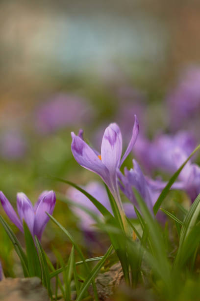 istock Spring purple crocuses (Crocus heuffelianus) The first spring flower. 1370589318