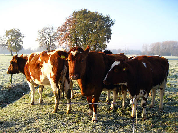 istock European cattle on frozen pasture 137058994