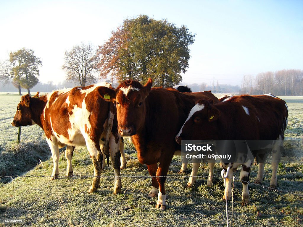 European cattle on frozen pasture European red and white cattle on frozen pasture. Agriculture Stock Photo