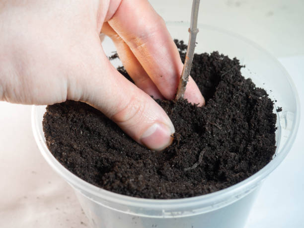 istock Planting process of a plant on a white background 1370590096