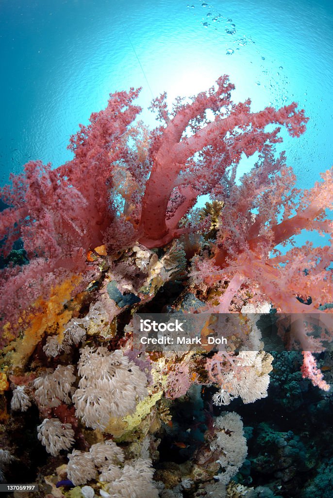 Récif tropical dynamique et haut en couleur - Photo de Animaux à l'état sauvage libre de droits