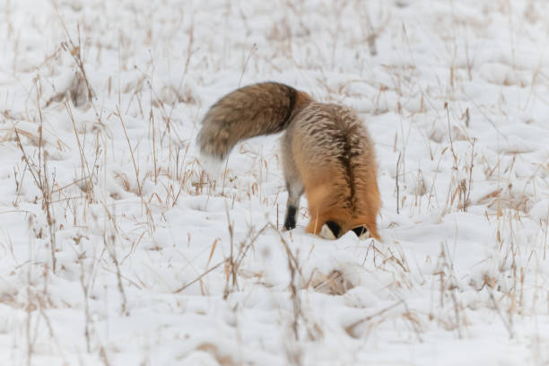 istock Red fox looking under snow for a mouse or vole meal 1370592025