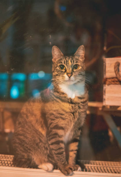 istock The cat in the shop window looking at the camera 1370594376