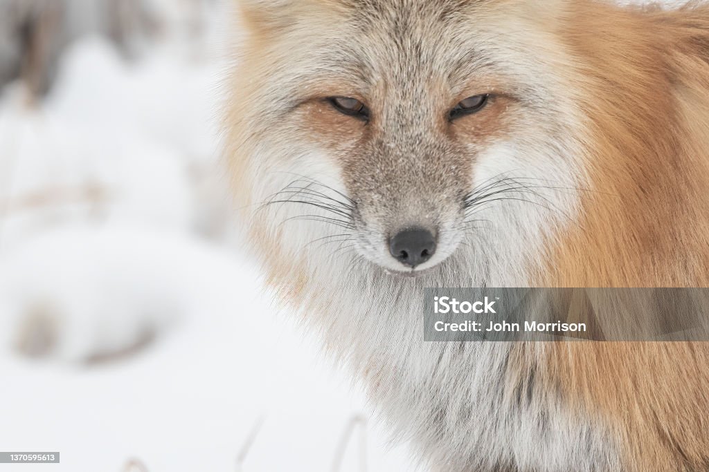 Close-up of Red fox looking for a mouse or vole meal Close-up Red fox looking for a mouse or vole meal on a snowy and frosty day in the northern part of Yellowstone National Park which borders Wyoming and Montana in western United States of America (USA). Nearest towns are Cooke City and Gardiner, Montana. Red Fox Stock Photo