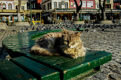 While the stray cat is sleeping in Ortaköy