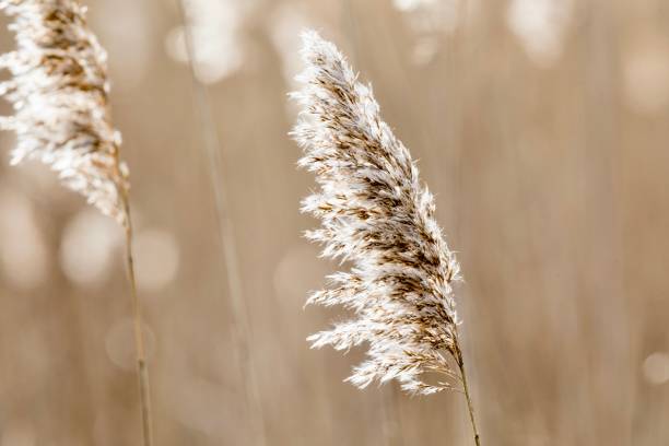 istock Sunrise Weeds Blowing in the Wind 1370596707