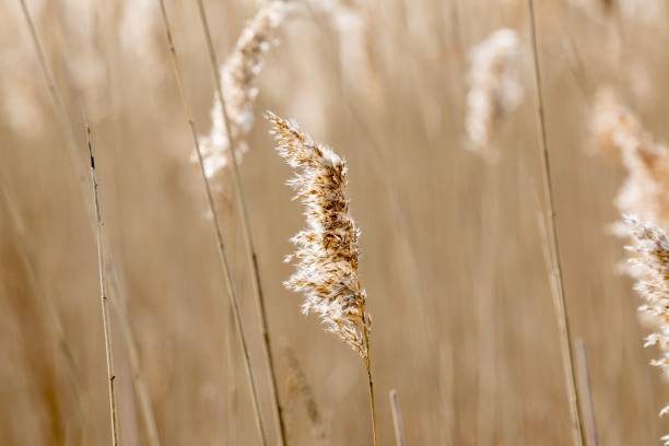 istock Sunrise Weeds Blowing in the Wind 1370596725