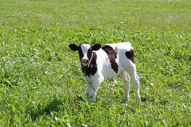 istock The calf on a summer pasture 137059899