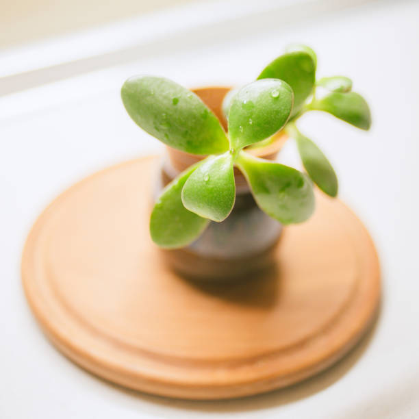 Sprout money tree in a pot on the white table. Young crassula flower.