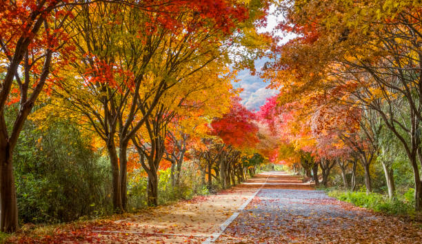 istock Gwangju Mudeungsan National Park Dulle-gil Autumn Maple Path 1370600269