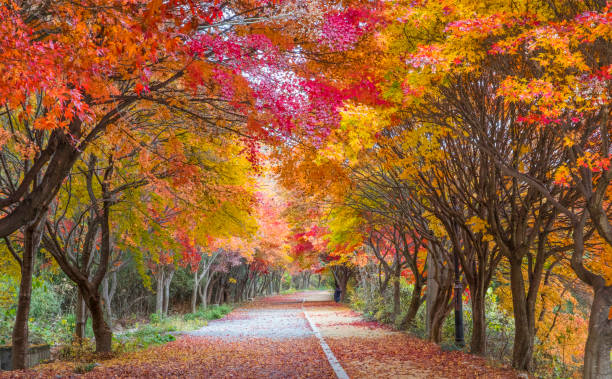 istock Gwangju Mudeungsan National Park Dulle-gil Autumn Maple Path 1370600271