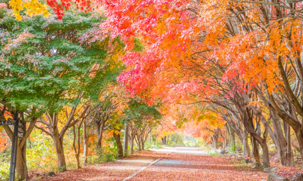 istock Gwangju Mudeungsan National Park Dulle-gil Autumn Maple Path 1370600272