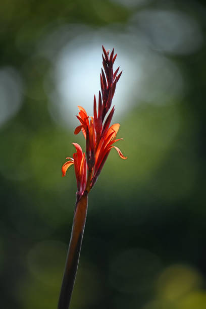 istock Red Colored Canna Flower Spike in Bright Sunlight 1370603699