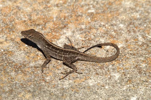 istock Brown Anole Lizard pauses in the sun. 1370604299