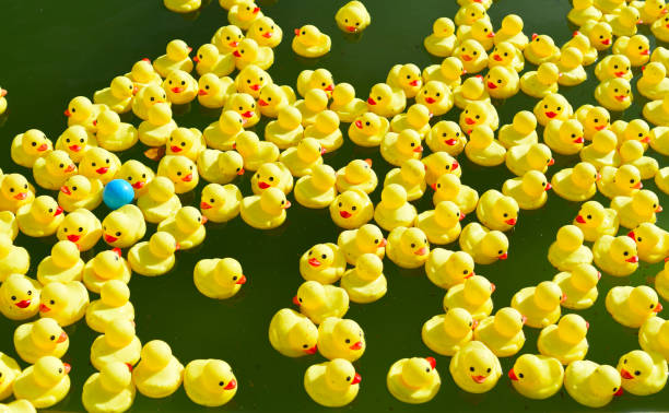 istock Many bright yellow rubber ducks floating in the pool 1370604554