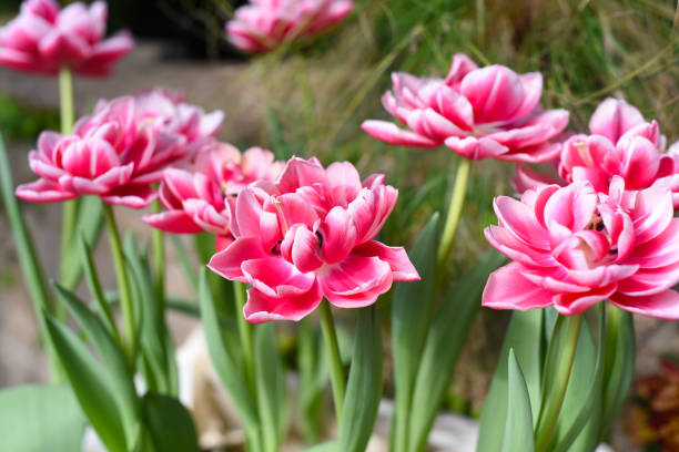 istock Pink tulips Columbus growing in spring 1370604568