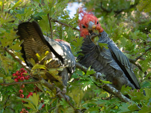 istock Close up of Gang Gang Cockatoos in tree 1370604607