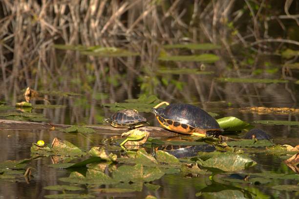 istock Two Florida Redbelly Turtles on a log. 1370604647