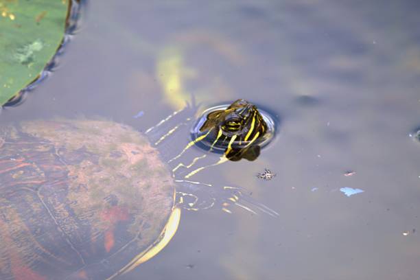 istock Painted turtle swimming in a clear marsh pond 1370604670