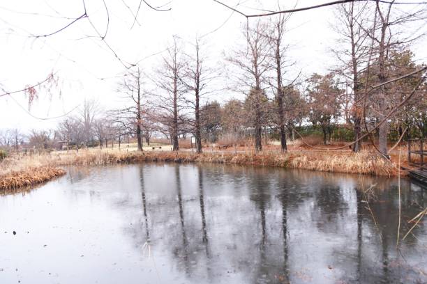 istock Taxodium distichum (Bald cypress) in winter. 1370605258