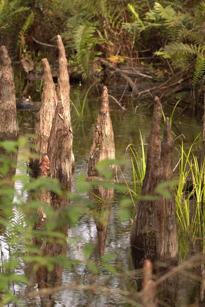 Cypress roots standing above shallow swamp water.