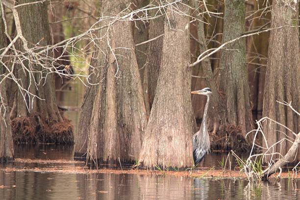 istock Great Blue Heron  in a Cypress Grove 1370605286