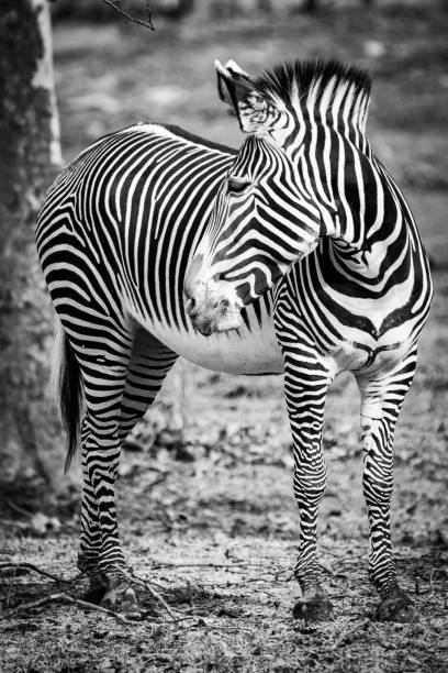 istock Close up portrait of zebra black and white 1370607924