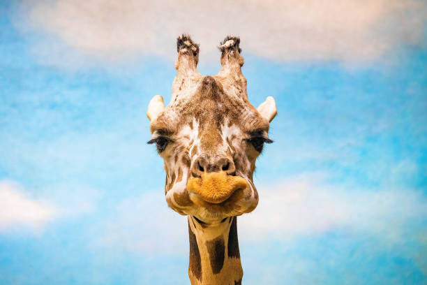 istock Close up funny looking giraffe head portrait 1370607932