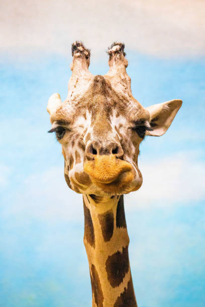 istock Close up funny looking giraffe head portrait 1370607933