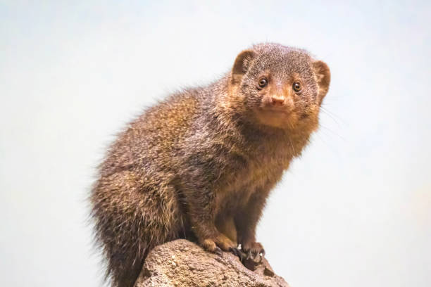 istock Cute mongoose close up portrait on the rock 1370607937