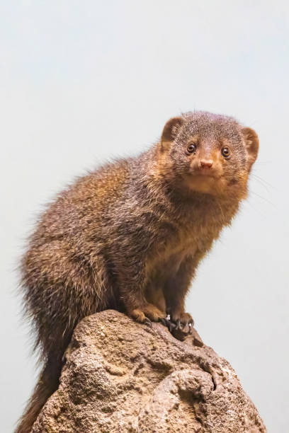 istock Cute mongoose close up portrait on the rock 1370607939