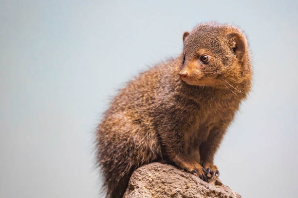 istock Cute mongoose close up portrait on the rock 1370607945