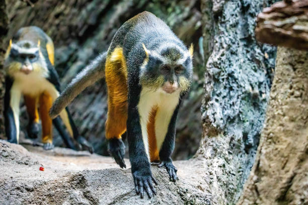 istock Couple of cute looking Wolf's mona monkeys running 1370607975