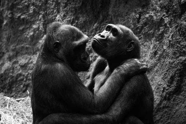 Gorillas cute couple hugging close up portrait