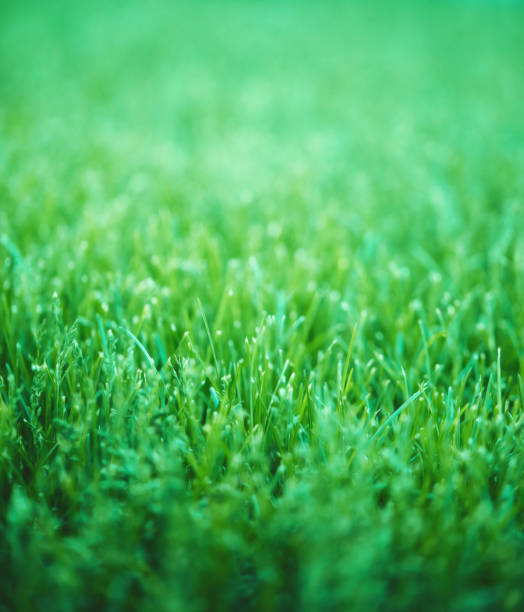 istock Spring background of vibrant fresh green grass outdoors in sunlight 1370608343
