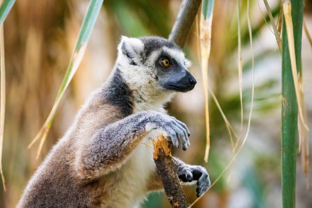 istock Cute Madagascar ring-tailed lemur portrait 1370608437